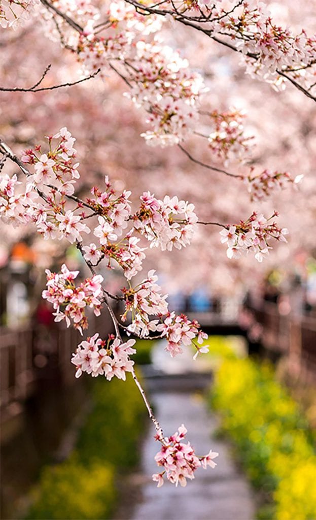 spring